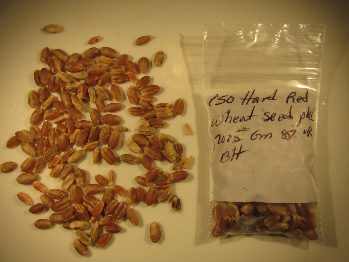 Heirloom wheat seeds. These seeds were harvested in Hawaii, but Wes Perryman is trying to do the same thing at his farm in Central Texas, with the help of an Austin-based whiskey distillery.